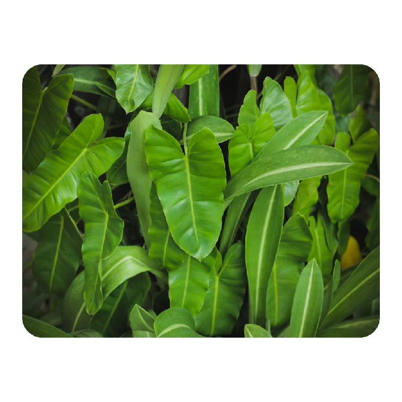 King - size blankets to cover large beds comfortablyAbstract background of dark green leaves (Blanket)